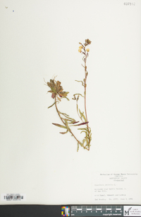 Oenothera perennis image