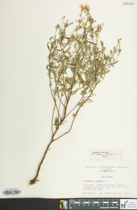 Oenothera perennis image