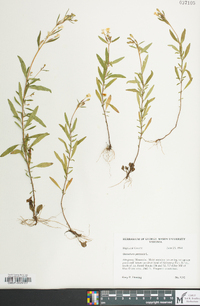 Oenothera perennis image