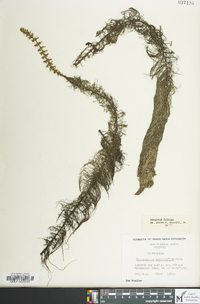 Myriophyllum heterophyllum image