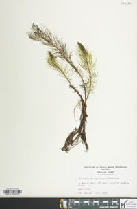 Myriophyllum heterophyllum image