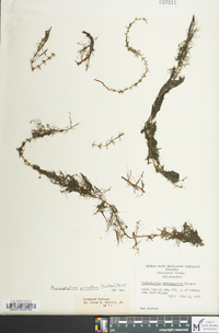 Myriophyllum pinnatum image