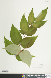 Aralia californica image