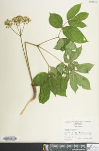 Aralia nudicaulis image