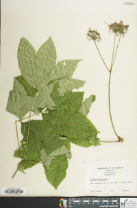 Aralia nudicaulis image