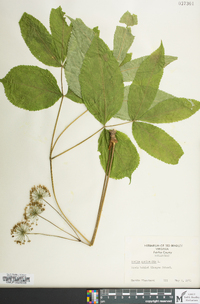 Aralia nudicaulis image