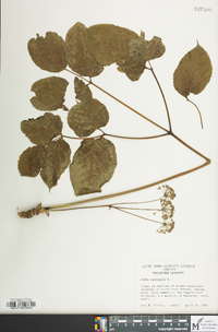 Aralia nudicaulis image