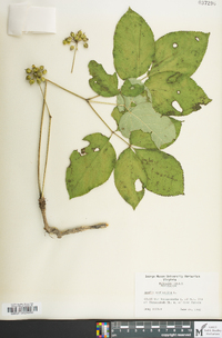 Aralia nudicaulis image