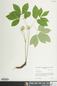 Aralia nudicaulis image