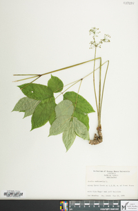 Aralia nudicaulis image