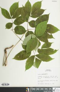 Aralia nudicaulis image