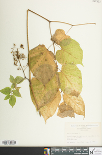 Aralia racemosa image