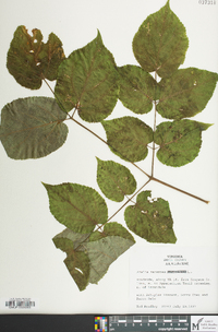 Aralia racemosa image