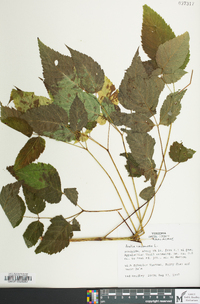 Aralia racemosa image