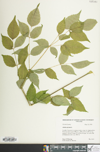 Aralia spinosa image