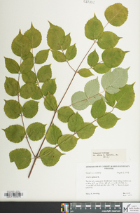 Aralia spinosa image