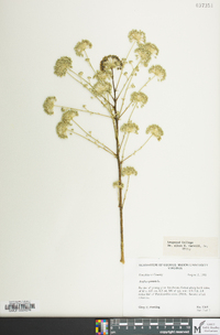 Aralia spinosa image