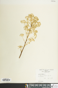 Aralia spinosa image