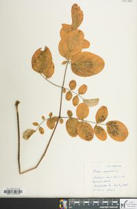 Aralia spinosa image