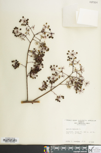 Aralia spinosa image