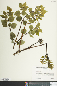 Aralia spinosa image