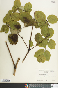 Aralia spinosa image