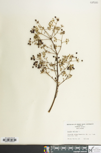 Aralia spinosa image