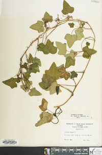 Hedera helix image