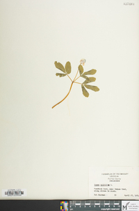 Panax trifolius image