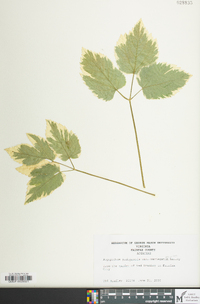 Aegopodium podagraria image