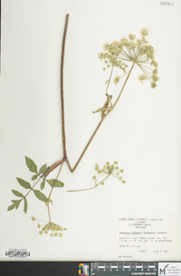 Angelica venenosa image