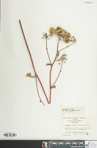 Angelica venenosa image