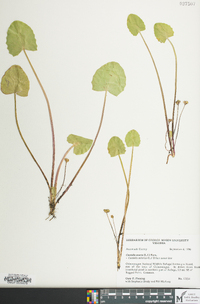 Centella erecta image