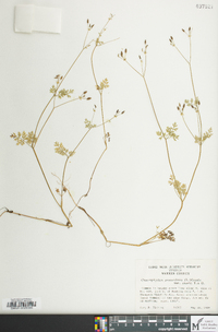 Chaerophyllum procumbens image