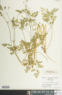 Chaerophyllum procumbens image