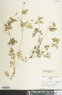 Chaerophyllum procumbens image