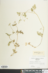 Chaerophyllum procumbens image