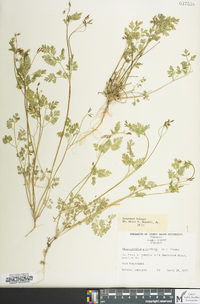 Chaerophyllum procumbens image