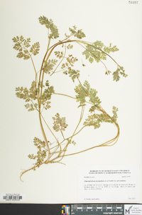 Chaerophyllum procumbens image