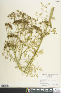 Conium maculatum image