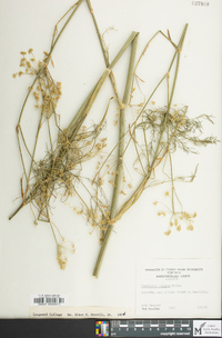 Foeniculum vulgare image