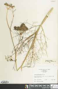 Foeniculum vulgare image