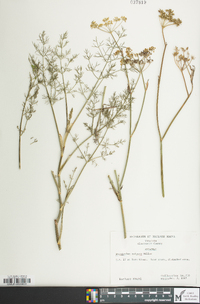 Foeniculum vulgare image