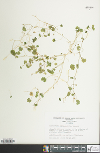 Hydrocotyle sibthorpioides image