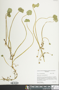 Hydrocotyle ranunculoides image