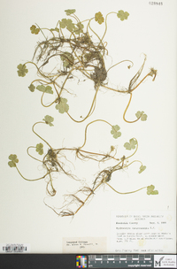 Hydrocotyle ranunculoides image