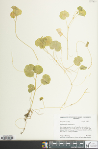 Hydrocotyle americana image