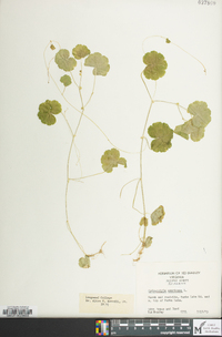 Hydrocotyle americana image