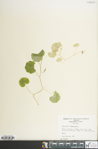 Hydrocotyle americana image