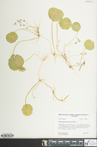 Hydrocotyle verticillata image